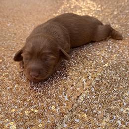 Dachshund Puppies from Lovelaced Pups