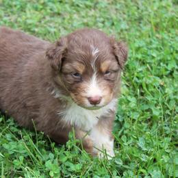 Austin - Red tri-color male Australian Shepherd puppy in Kansas, Oklahoma from Windy G Farm