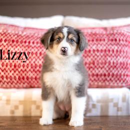 LIZZY - Blue merle female Miniature American Shepherd puppy in Puyallup, Washington from TRAILS END GEMINI
