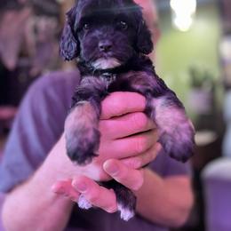 Caramel Latte - with training - Black and tan female Cockapoo puppy in Boonville, North Carolina from Doods & Dolls