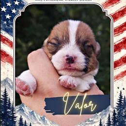 Valor - White and red female Pembroke Welsh Corgi puppy in Warrensburg, New York from The Adirondack Corgi