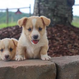 Winnie - Red and white male Cardigan Welsh Corgi puppy in Pilot, Virginia from Katie's Corgis - VKM Farmstead