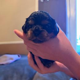 Wrangler - Black and tan male Cavalier King Charles Spaniel puppy in Riverside, California from Mia Loves Kingston Cavaliers