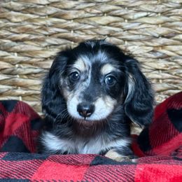 Boy 1 - Dapple male Dachshund puppy in Waycross, Georgia from Camie's Dachshunds