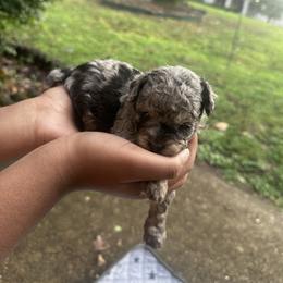 Louie(Blue Merle) - Blue male Poodle puppy in Chattanooga, Tennessee from SoftPaw Kennels