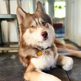 Naboo - Siberian Husky