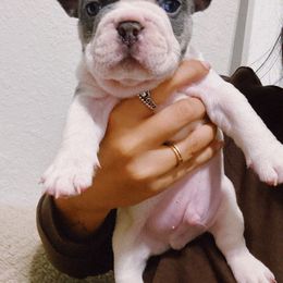 French Bulldog Puppies from Kaity Vaughn