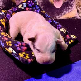L66-08 - Red speckled male Australian Cattle Dog puppy in Sheridan, Oregon from 6pk Cattledogs