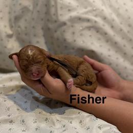 Fisher - Caramel red male Australian Labradoodle puppy in Alamo, Texas from QuiSal Labradoodles