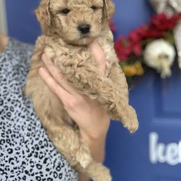 Cavapoo, Goldendoodle, Golden Retriever, and Poodle Puppies from Gypsi Doodles