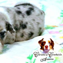 Murphy - Blue merle male Miniature Australian Shepherd puppy in Punta Gorda, Florida from Christie's Creekside Aussies