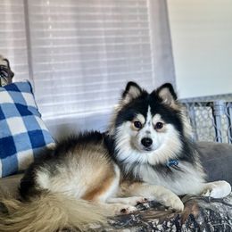 Pomsky puppies from AM Pomskies