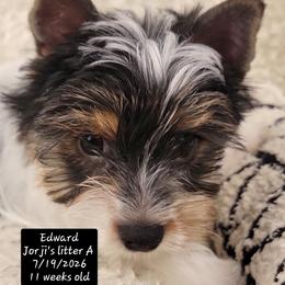 Edward - Black tan and white male Biewer Terrier puppy in Conetoe, North Carolina from Southern Belle's Biewer Terriers & Papillons
