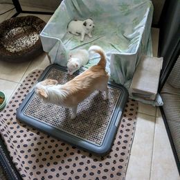 Chihuahua Puppies from Pampered Chihuahuas