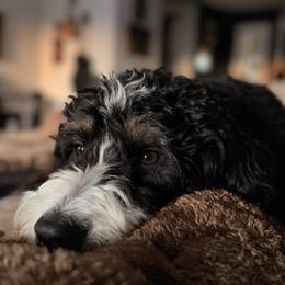 Bernedoodle and Goldendoodle All Grown Up from Sunkissed Doodles