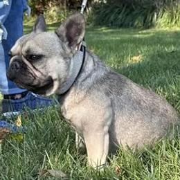 Juju - French Bulldog