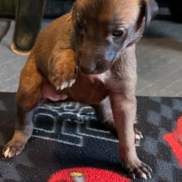 Girl 3 Yellow - Black brindle female Greyhound puppy in Mesa, Arizona from ARK Greyhound Kennel LLC