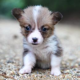 Pop Tart - Sable female Pembroke Welsh Corgi puppy in Star City, Arkansas from Say When Corgi Co.