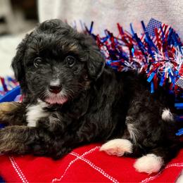 Grey collar toy - Black tri-color male Aussiedoodle puppy in 32046, Florida from River Hill Ranch