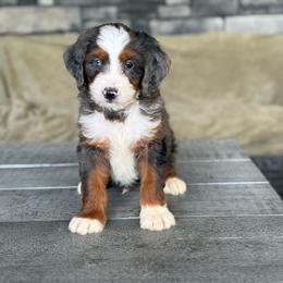 Bari - Blue merle male Bernedoodle puppy in Millersburg, Ohio from T Sanctum