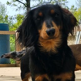 Yara - Dachshund