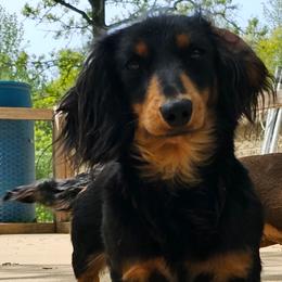Yara - Dachshund