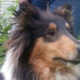 Collies and English Springer Spaniels from Briarcreek