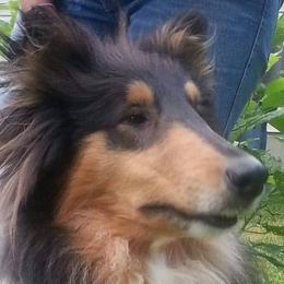 Collies and English Springer Spaniels from Briarcreek