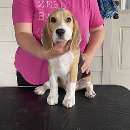 Beagle Puppies from Fleur de Lis Beagles