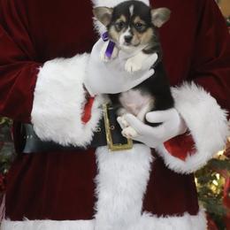 Boy 3 - Black and tan male Pembroke Welsh Corgi puppy in Ville Platte, Louisiana from Flat town corgis