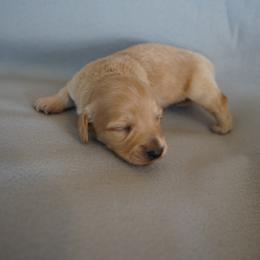 Rafael - Red male Dachshund puppy in Quemado, New Mexico from TNT Dachshunds