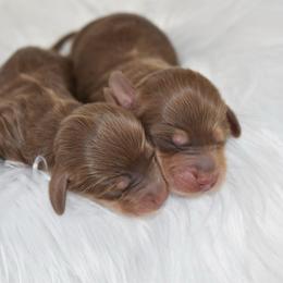 Choc and cream boy 2 - Chocolate and cream male Dachshund puppy in Seminary, Mississippi from Down South Mavericks Dachshunds