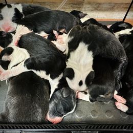 Bearded Collie and Border Collie Puppies from Beloved Bearded & Border Collies