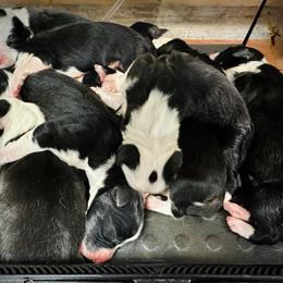 Bearded Collie and Border Collie Puppies from Beloved Bearded & Border Collies