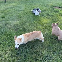 Maple - Pembroke Welsh Corgi