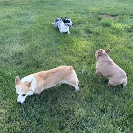 Maple - Pembroke Welsh Corgi