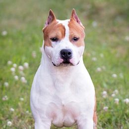 Legend - American Staffordshire Terrier