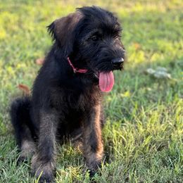 Willow - Pepper and salt female Giant Schnauzer puppy in Goodrich, Texas from Silver Creek Giant Schnauzers