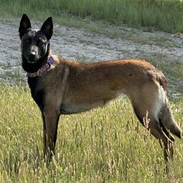 Tabitha - Belgian Malinois