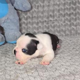 Sebastian - Black and white male Boston Terrier puppy in Millers Creek, North Carolina from Tumbling Shoals Hilltop Bostons