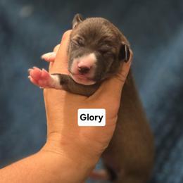 Glory - Seal female Italian Greyhound puppy in Parsons, Kansas from Feathered Cactus Farm