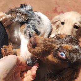 Dachshund Puppies from It's Mini Wieners Baby