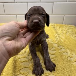 Orange Girl - Liver female German Shorthaired Pointer puppy in White Salmon, Washington from Holding Hands Farm