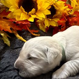 Sky Blue girl - Baby Skye - Golden Retriever puppy from Farley Goldens