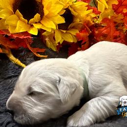 Sky Blue girl - Baby Skye - Golden Retriever puppy from Farley Goldens