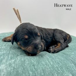 Heatwave - Phantom male Bernedoodle puppy in Sunman, Indiana from Brunsman Country Doodles LLC