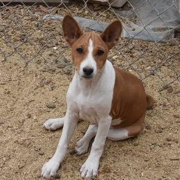 Basenji Puppies from Wild West Basenjis
