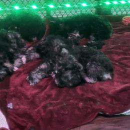 Miniature Schnauzer Puppies from Sugarbaby Kennel