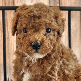 Jim - Red  male Poodle puppy in Orlando, Florida from Denise’s Puppies
