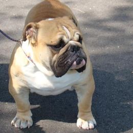 Bulldogs from Beautibully Bulldogs
